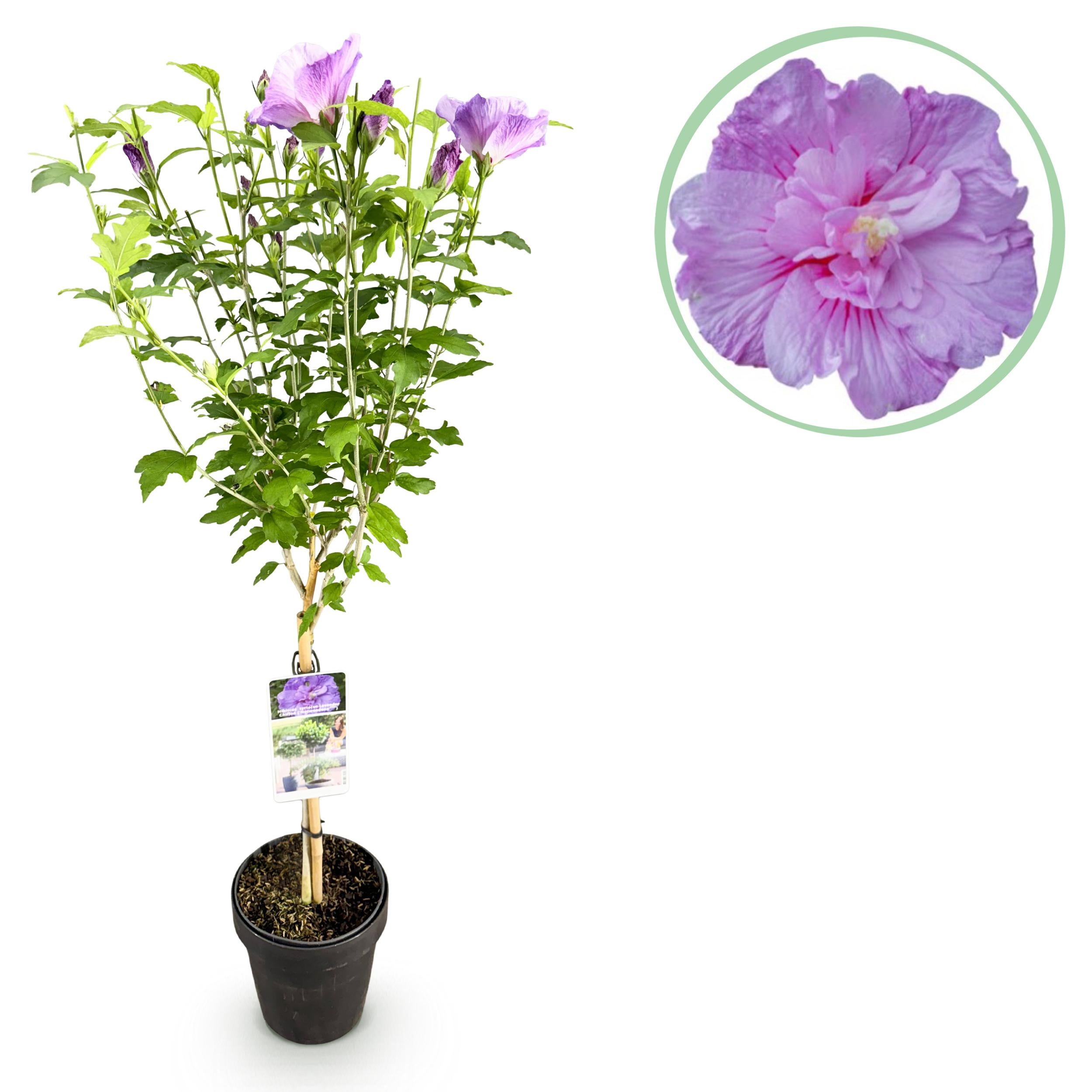 Green boutiQ – Hibiscus syriacus Lavendor Chiffon® 90 cm – Roślina na pniu, tarasowa, liściasta, odporna na zimę, kwiaty fioletowe, doniczka 19 cm