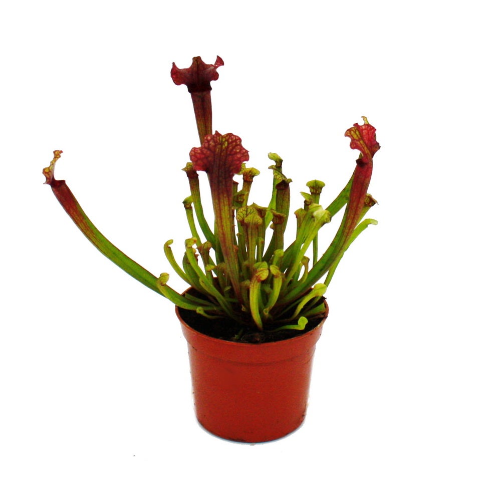 Plante tubulaire - Sarracenia 