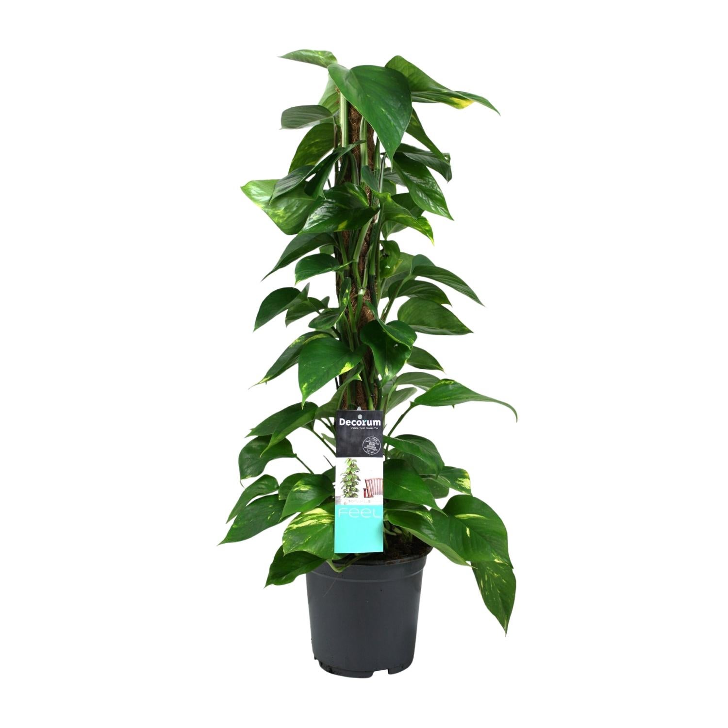 Roślina Scindapsus (Epipremnum) doniczka Ø19cm wysokość 80cm – Pnącze dekoracyjne z liśćmi zielonymi łatwe w pielęgnacji