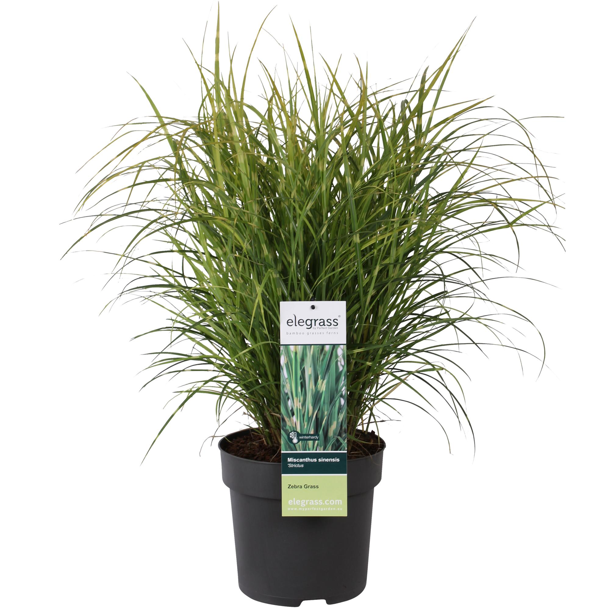 Miscanthus sinensis Strictus - Roślina ozdobna okrywowa - Ø23cm - ↕60cm - Ø23 - ↨60cm – MOSELOTA Green