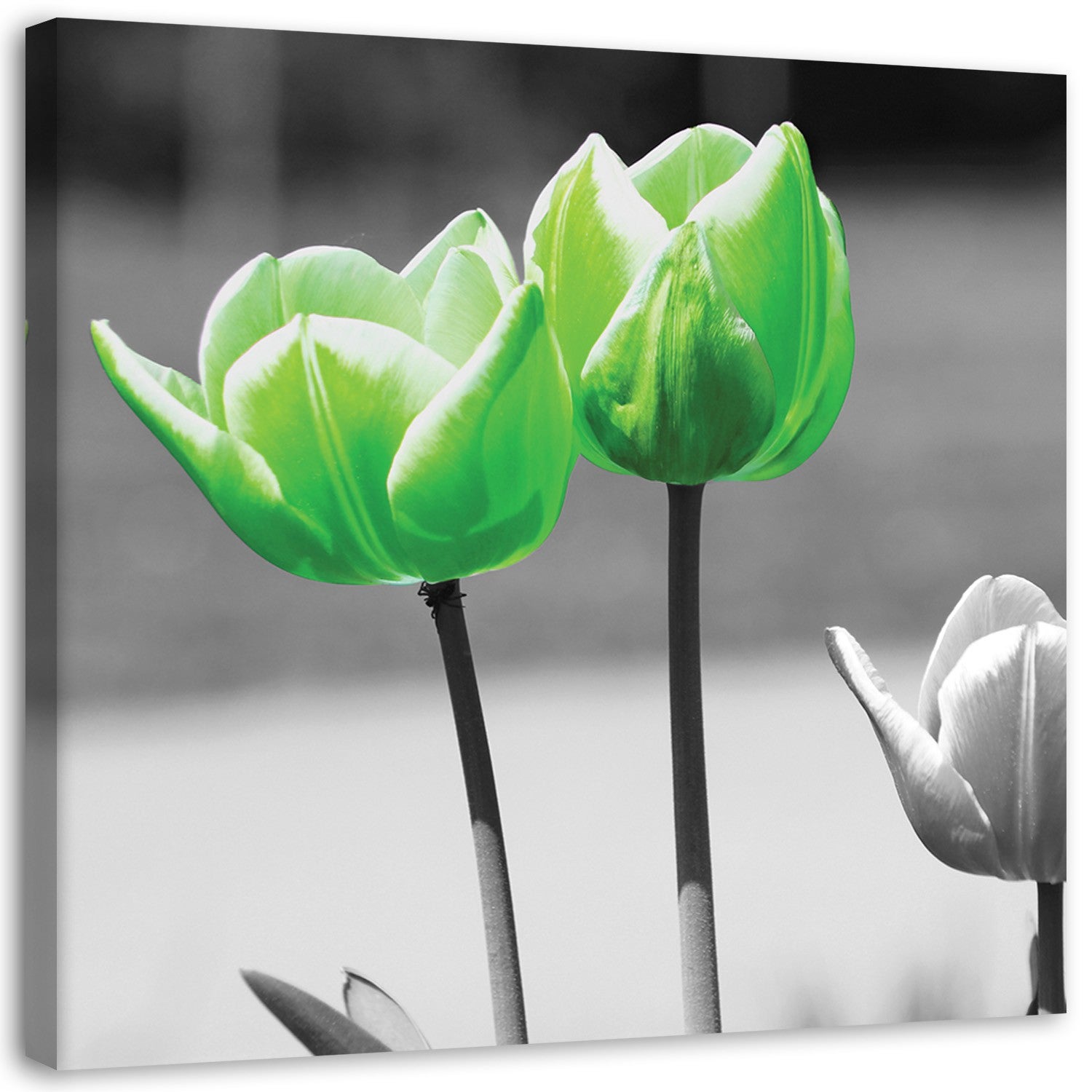 Obraz na płótnie, Zielone tulipany w szarości 30x30