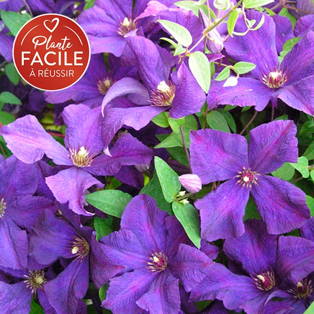 Clématite 'Jackmanii' - clematis 1,5L - 40/60cm