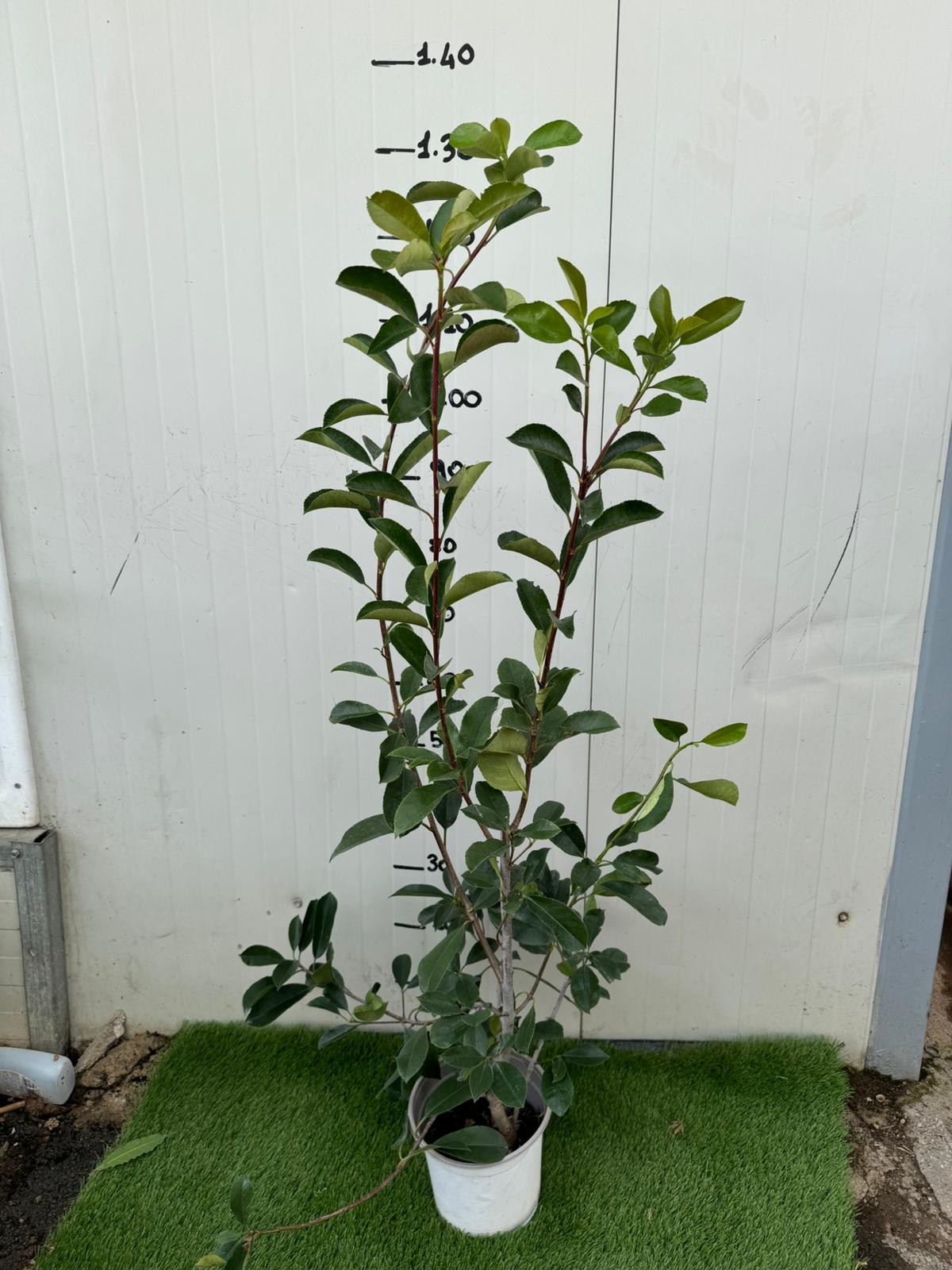 50 PIANTE DI PHOTINIA RED ROBIN H 90/100cm foto reali piante da siepe - 2