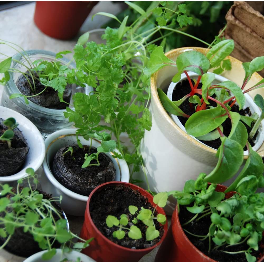 12 Erbe Aromatiche Semi: Basilico, Erba Cipollina, Prezzemolo, Menta, Salvia, Lavanda, Finocchio, Origano, Valeriana, Camomilla, Timo, Rosmarino - 8