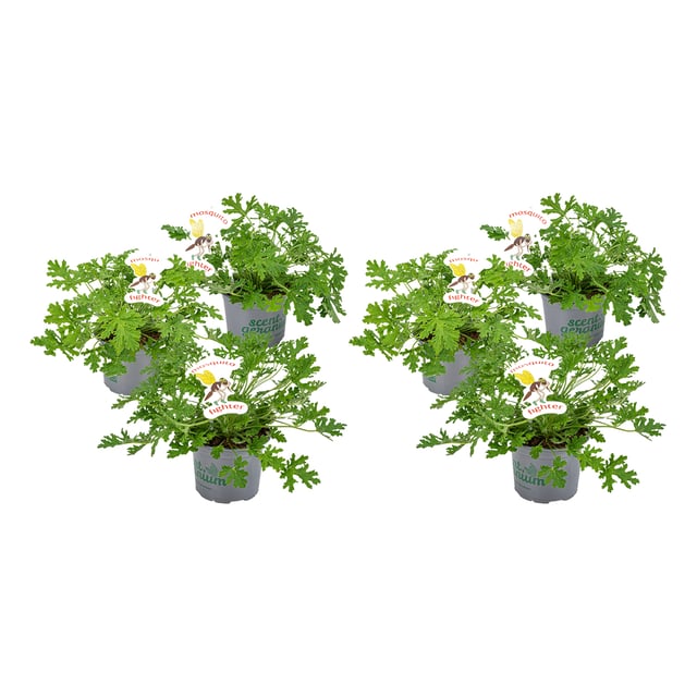 Lot de 6 - Pelargonium Graveolens - Géranium citron - Anti-moustique - H. 15-30 cm - P. 10,5 cm