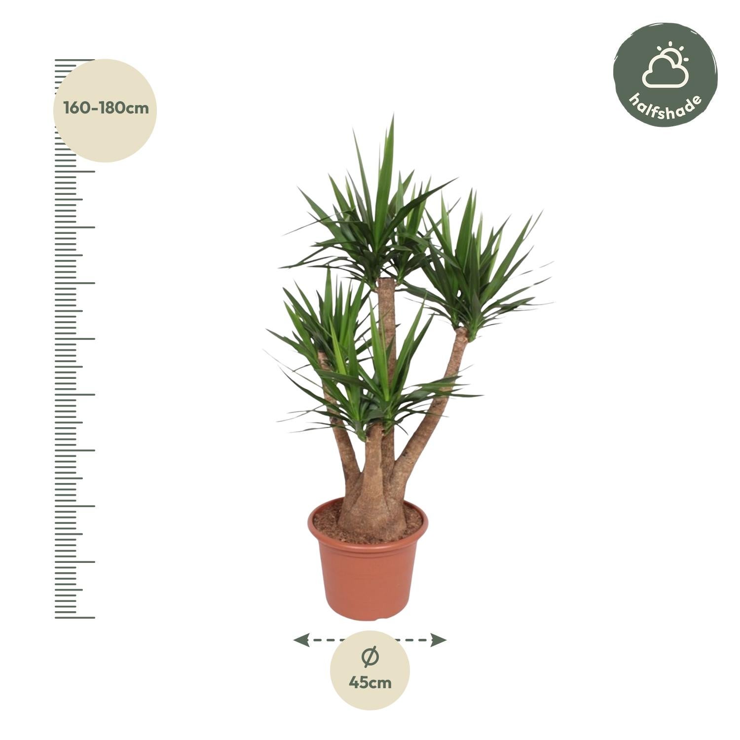 Plante Yucca Elephantipes ramifié – 170 cm – Ø45 cm– MOSELOTA Green - 2