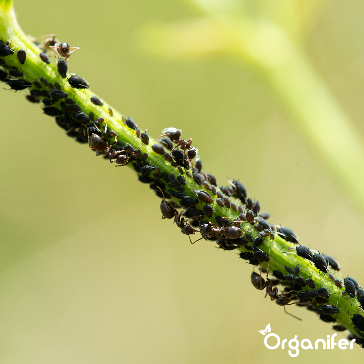 Diatomée Terre - 100% Pure - Poudre Ultra Fine - 25X = 250 Kg - Organifer - 5