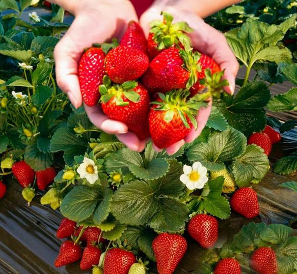 100 gallons de graines de fraises, faciles  planter pour les , plantation  fruitire sur balcon toutes saisons | Leroy Merlin
