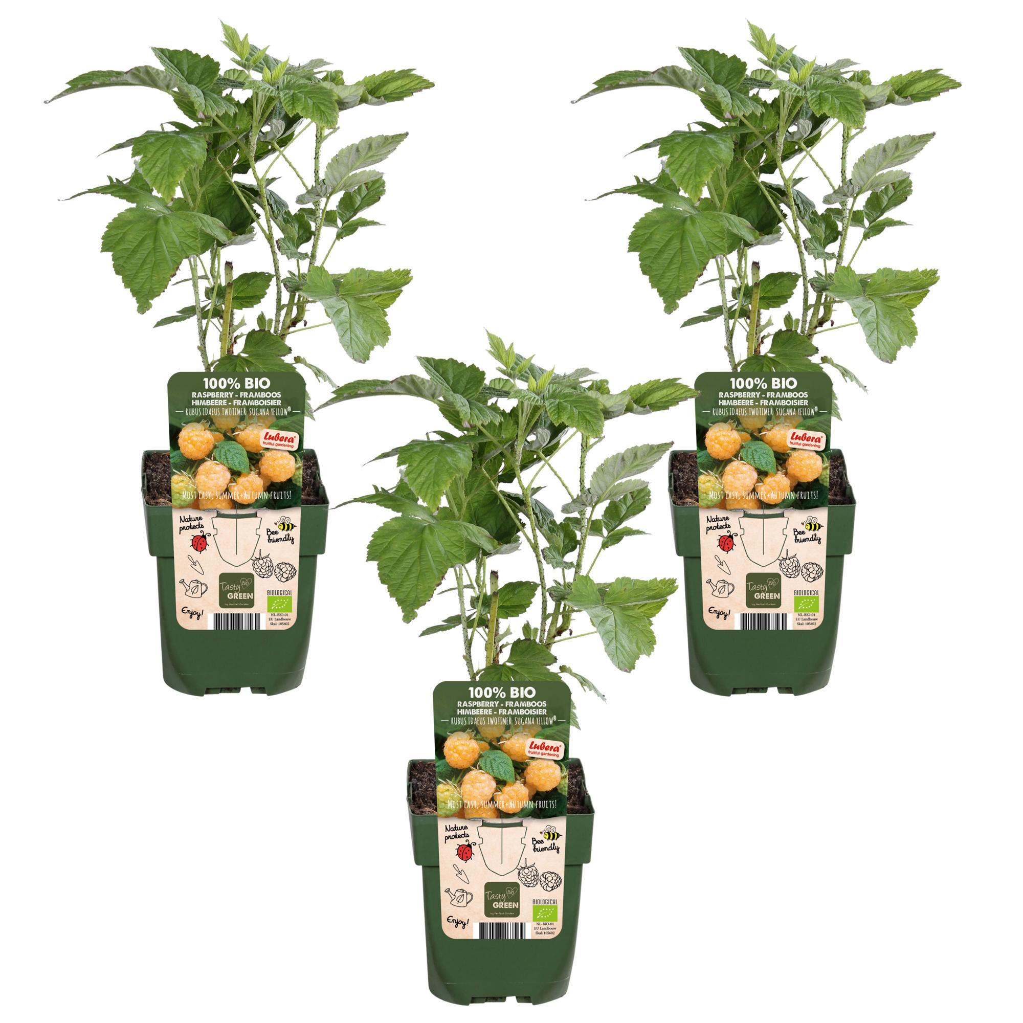 Rubus id. Twotimer 'Sugana Yellow' - Plante fruitière Ø13cm ↕45cm (lot ...