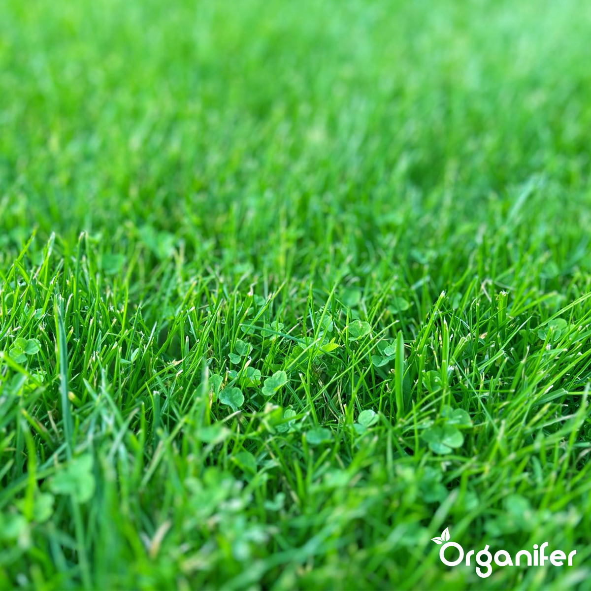 Gazon En Microtrèfle - Graines De Trèfle Pur - 100 G Pour 50 M2 - Organifer - 5