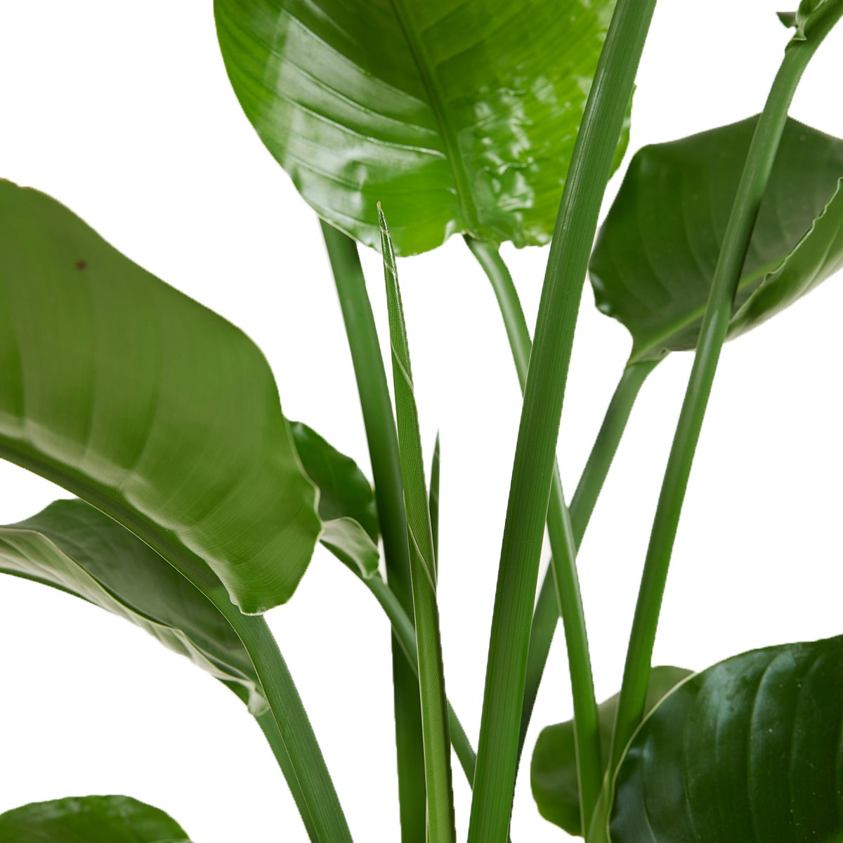 Strelitzia Nicolai - Plante Strelitzia - Oiseau de paradis - Plante d'intérieur grande - H. 70-80 cm - 6