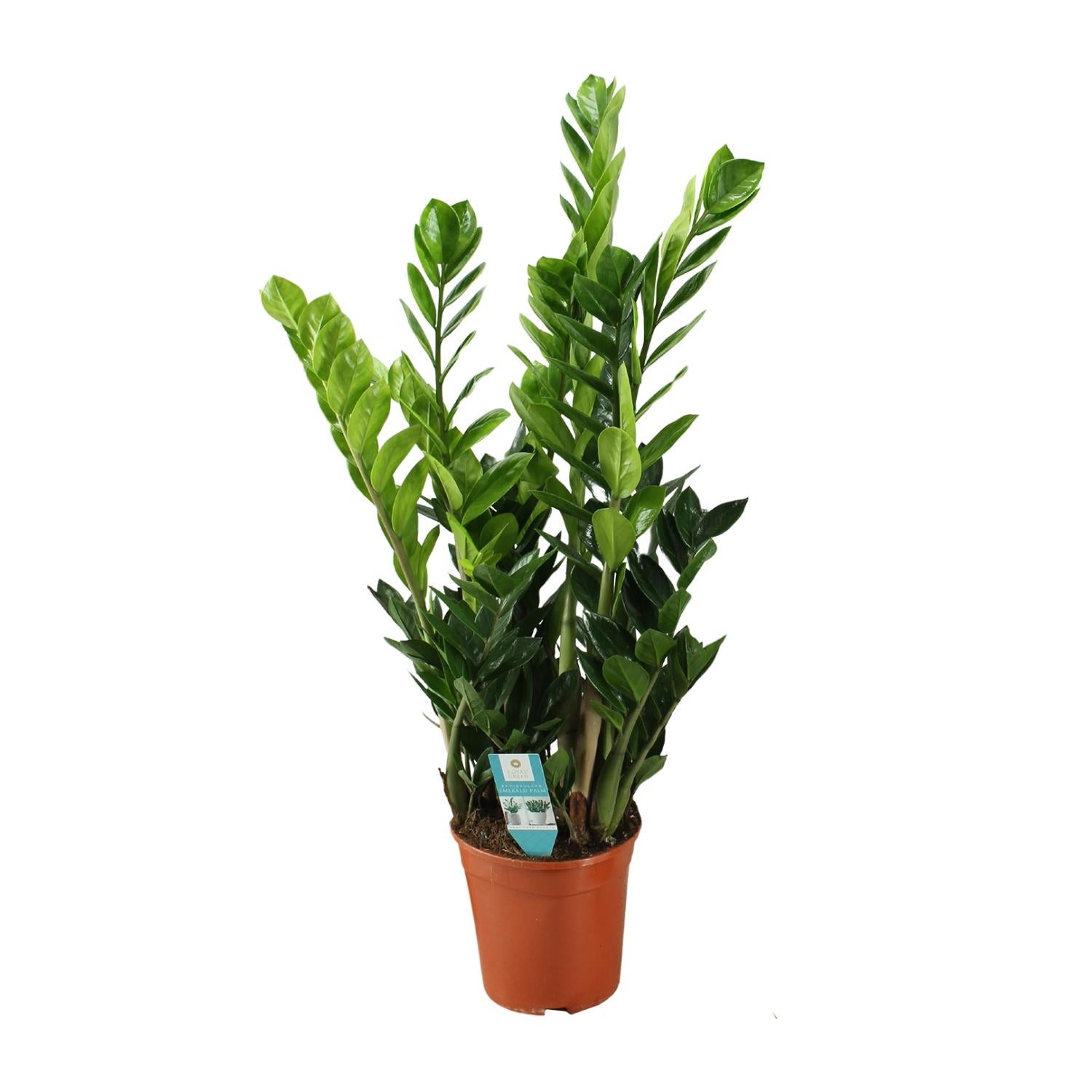 Zamioculcas - Roślina ZZ do wnętrz - Doniczka Ø21cm - H100cm
