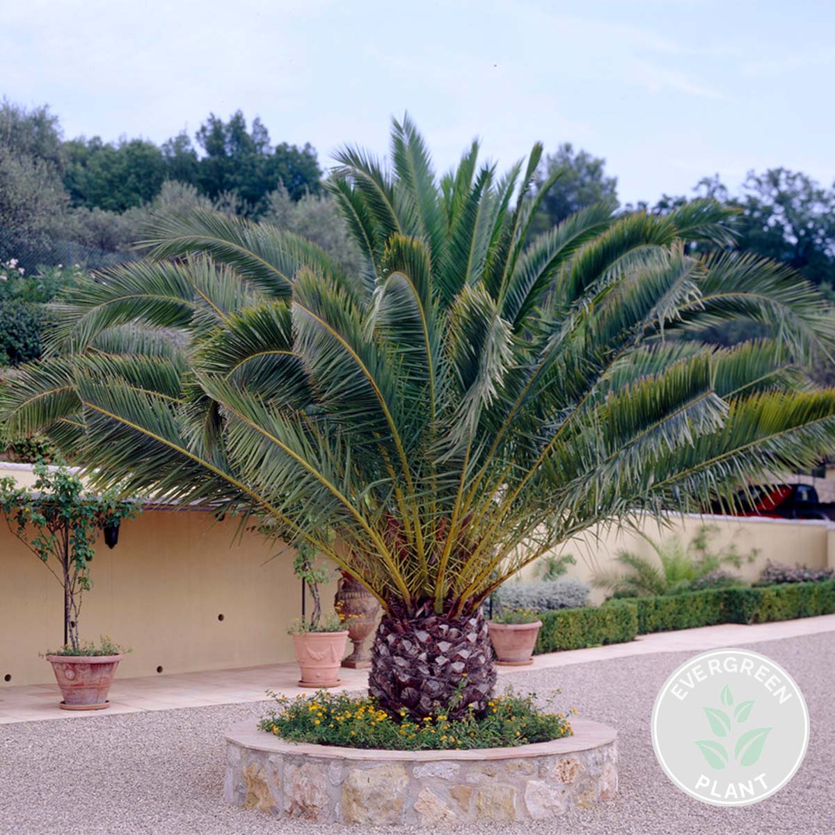 Phoenix Canariensis - Palmier des Canaries - Palmier rustique - H. 80-100 cm - P. 19 cm - 2