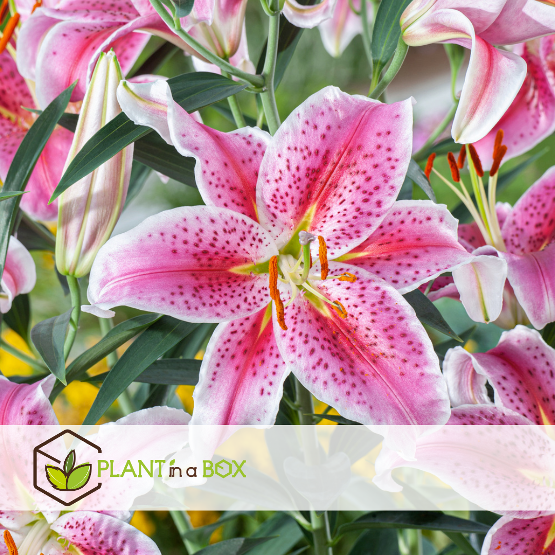 Bulbes De Lys Rustiques - Lot De 6 Rhizomes De Lilium - Faciles à Planter Au Jardin - Résistants Au Froid (jusqu'à -40°C) - 12