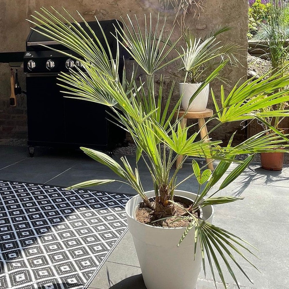 Lot de 2 - Washingtonia Robusta - Palmier éventail mexicain - H. 80-100 cm - P. 21 cm - 5