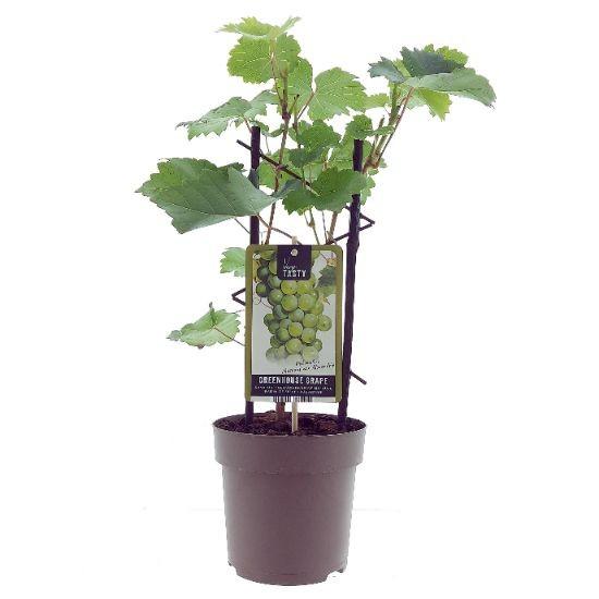 Winorośl Muscat z Aleksandrii doniczka Ø15cm wysokość 40cm owoce słodkie roślina pnąca