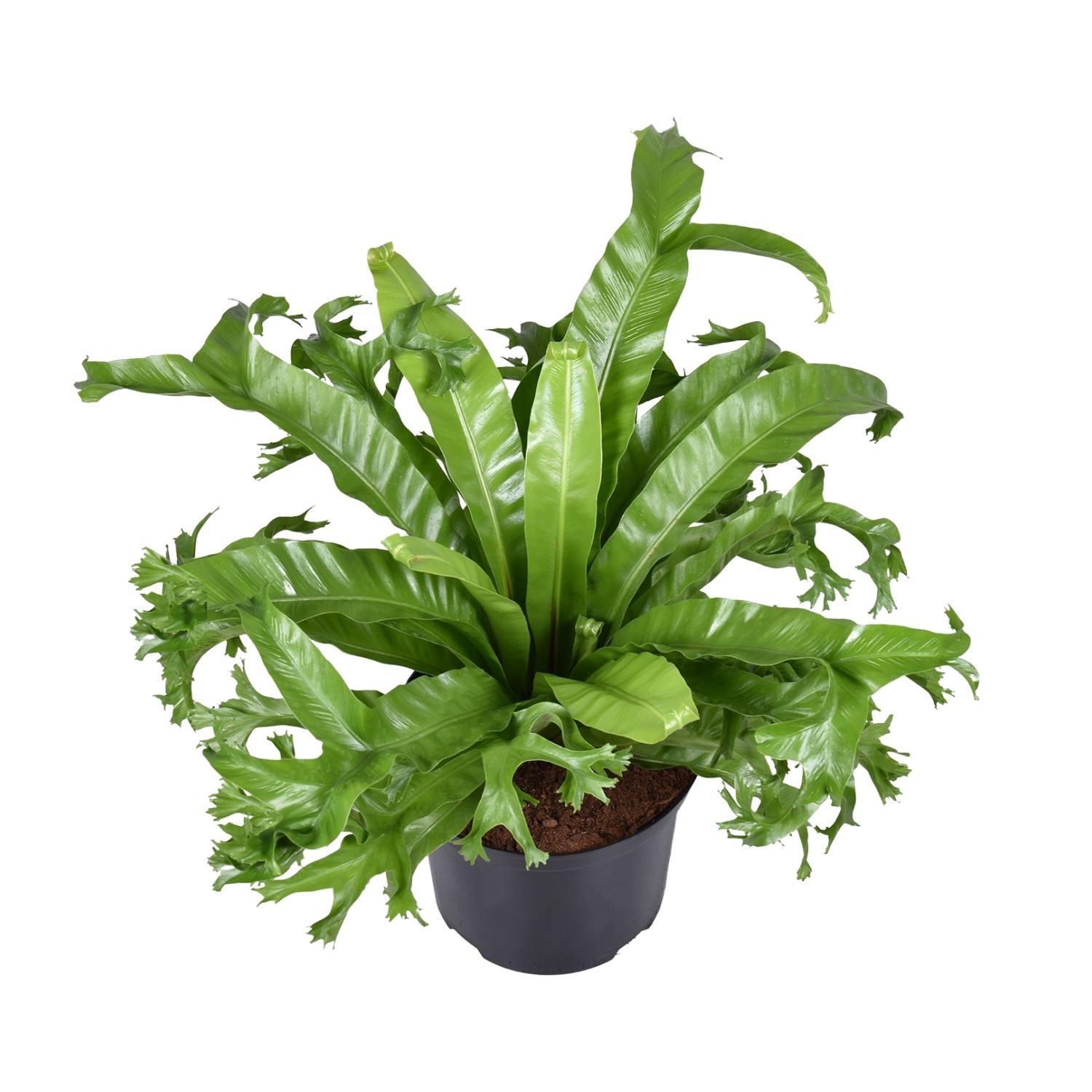 Asplenium Nidus Crissie Paproć Gniazdo Ptaka - Ø23cm - Wysokość 55cm