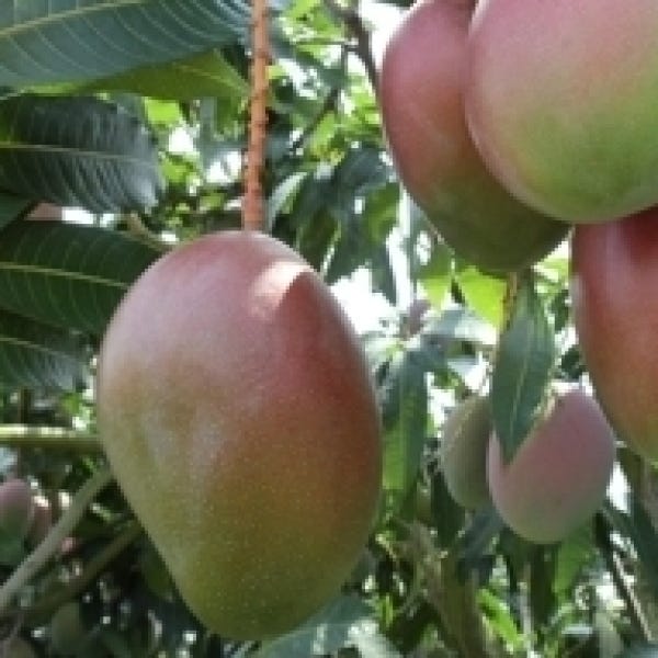 PIANTA DI MANGIFERA INDICA MANGO PALMER INNESTATA FOTO REALI H 140CM - Foto 10