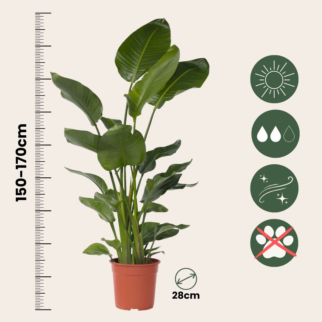 Oiseau de paradis - Strelitzia nicolai - Hauteur 150-170cm - ⌀28cm - 2