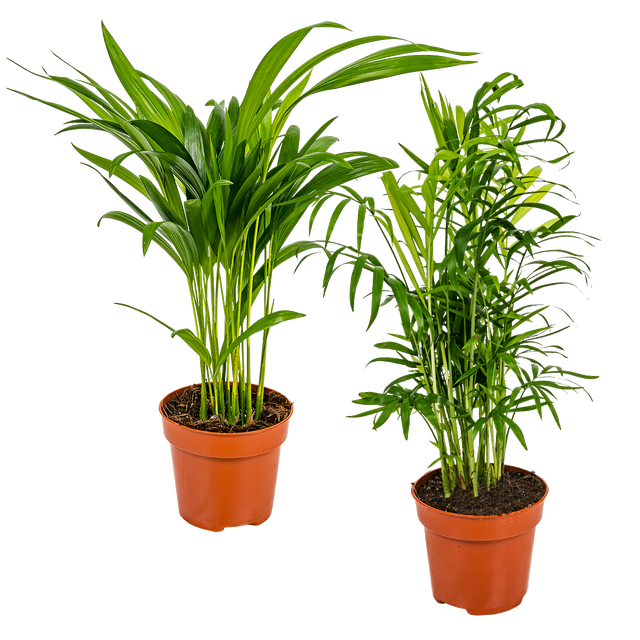Lot de 2 - Dypsis & Chamaedorea - Palmiers d’intérieur - Dépolluants - H. 30-40 cm - P. 12 cm
