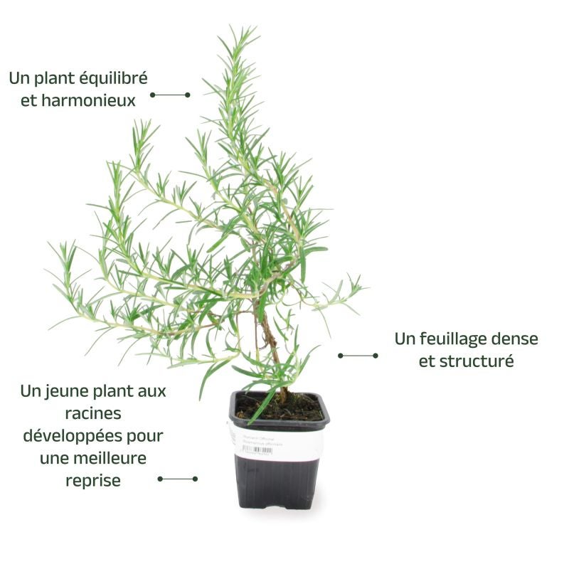 Romarin Officinal (Rosmarinus Officinalis) - Godet - Taille 13/25cm - Pépinières Naudet - 3
