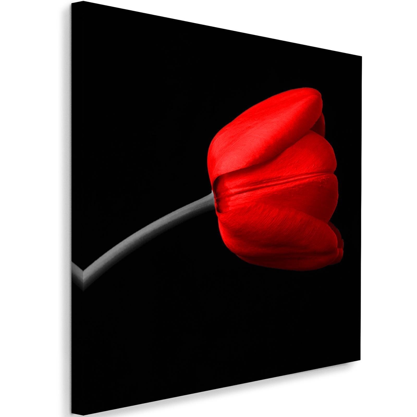 Obraz na płótnie, Czerwony tulipan kwiat 50x50