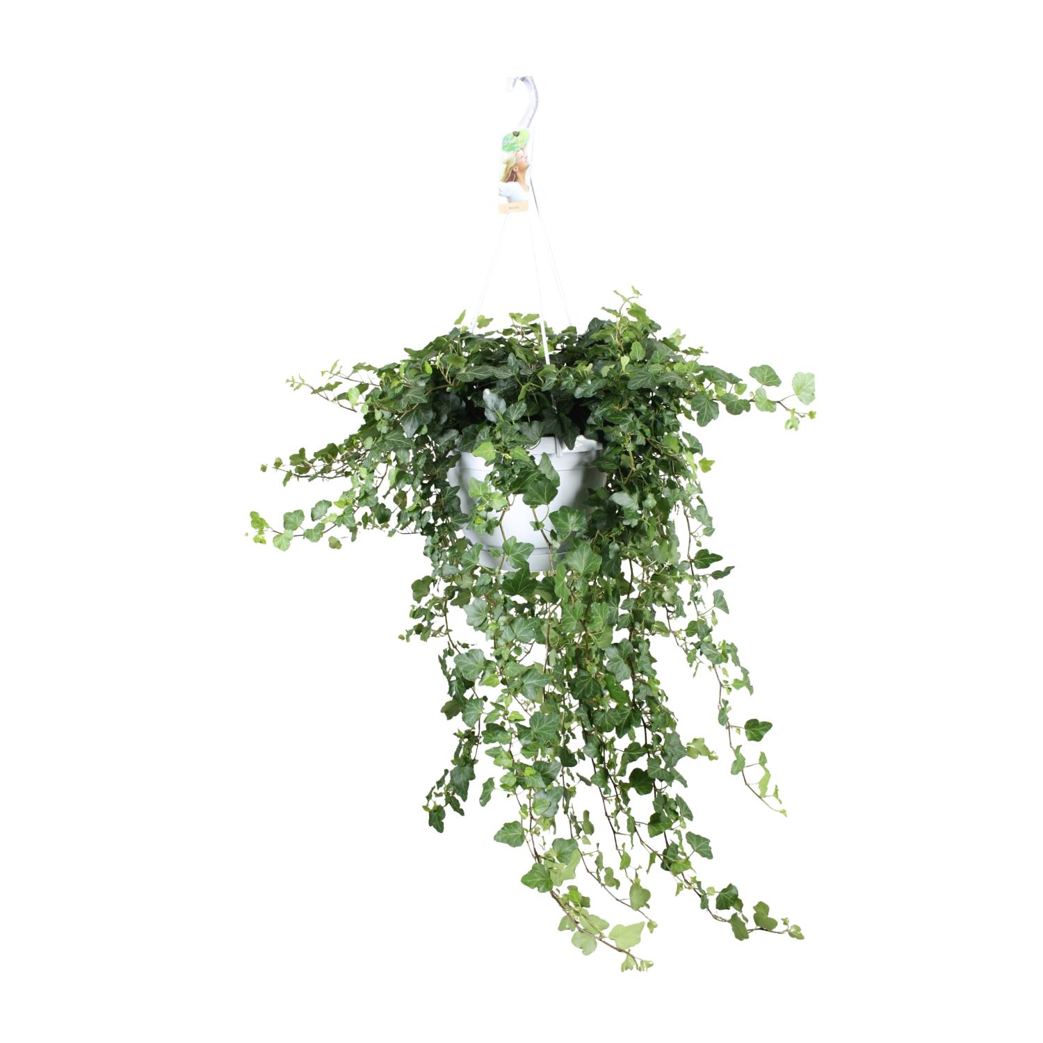 Hedera Helix Wonder Green - Roślina pnąca do wnętrz - Doniczka Ø24 cm - Wysokość 70 cm