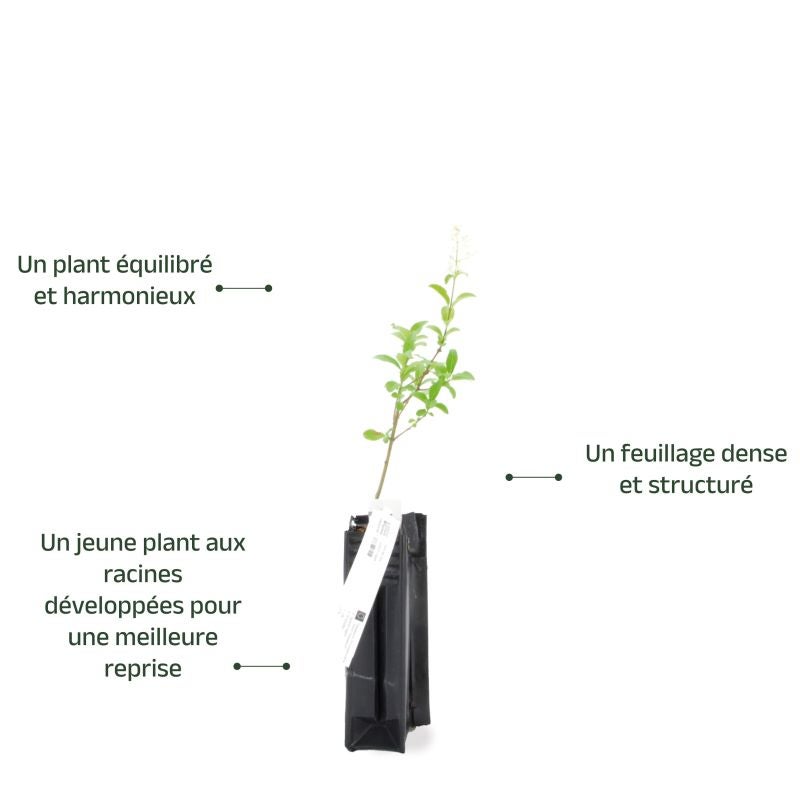 Troène commun (Ligustrum vulgare) - Godet - Taille 13/25cm - Pépinières Naudet - 4