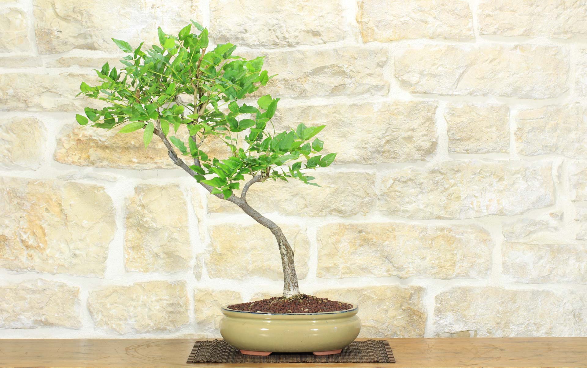 Bonsai di Glicine Giapponese (17). | Leroy Merlin