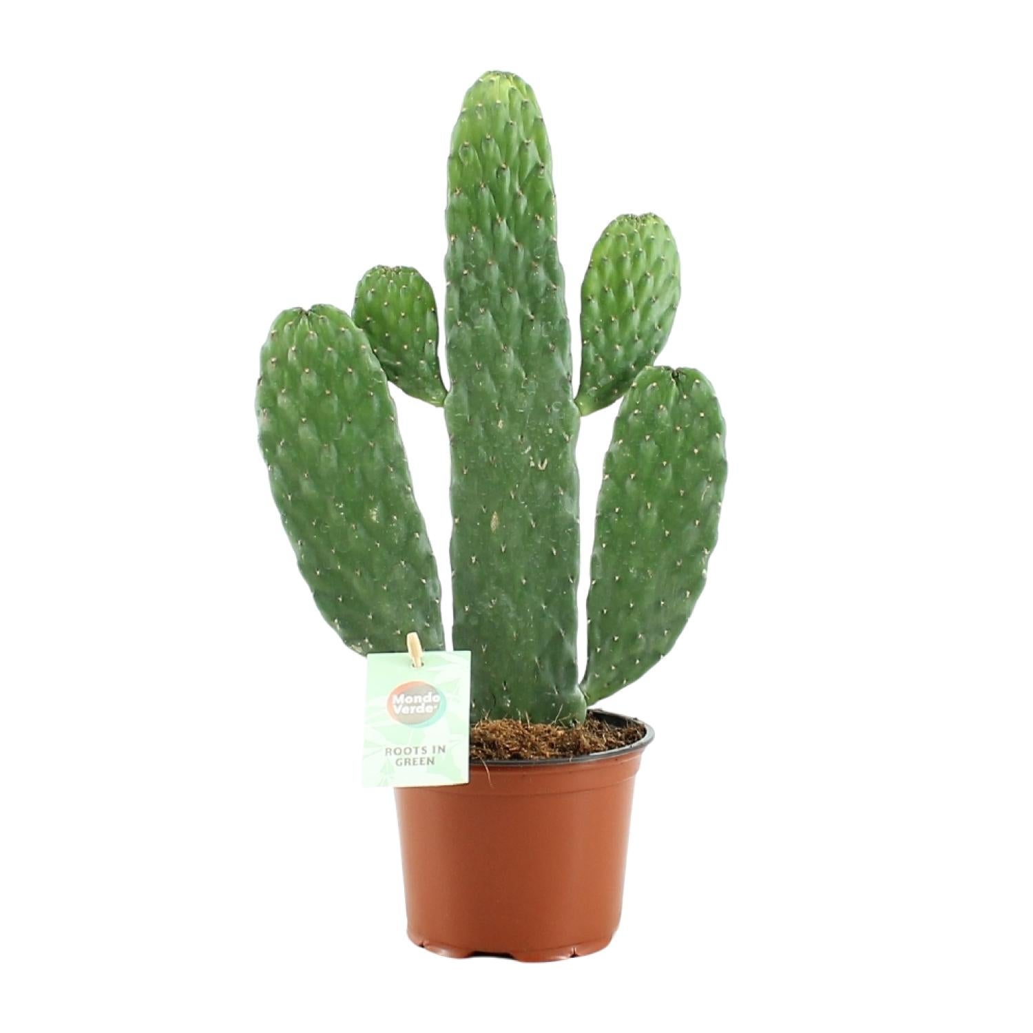 Opuntia Rubescens Consolea Kaktus Dekoracyjny - Ø12cm - Wysokość 35cm