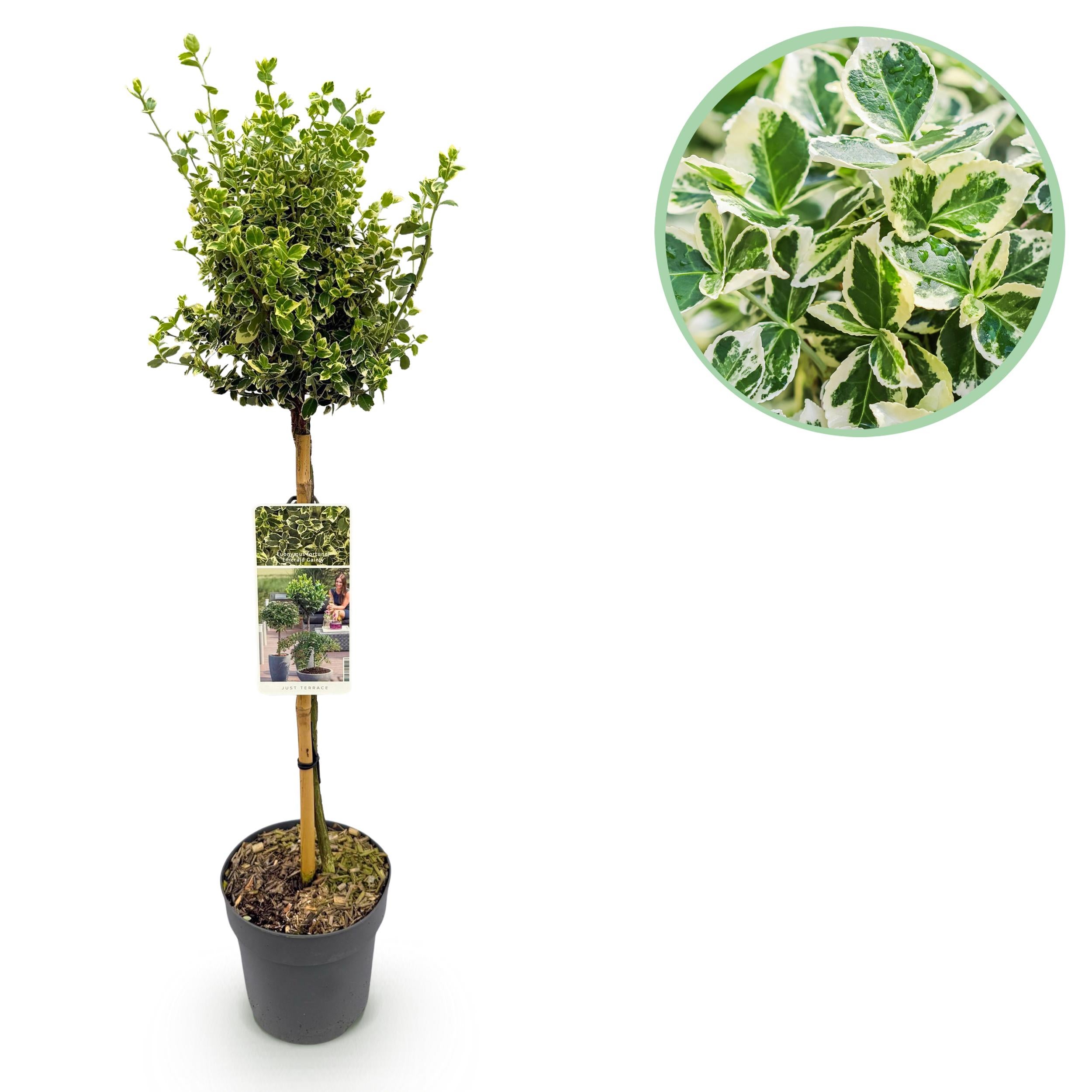 Green boutiQ – Euonymus fortunei Emerald Gaiety 90 cm – Roślina na pniu, tarasowa, zimozielona, odporna zimą, liście zielono-szare, doniczka 19 cm