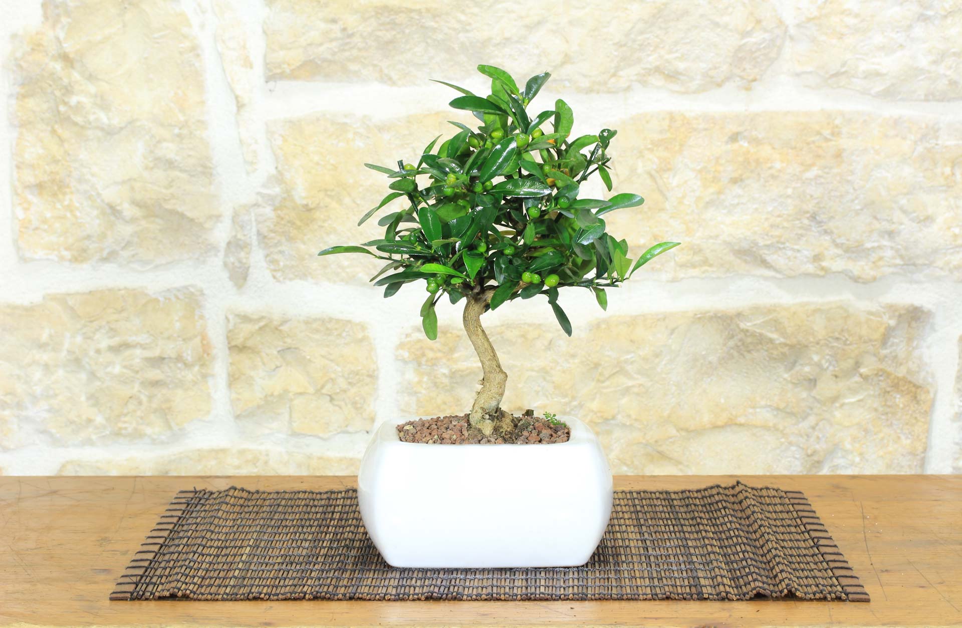 Bonsai di Citrus Kinzu in vaso quadro bianco | Leroy Merlin