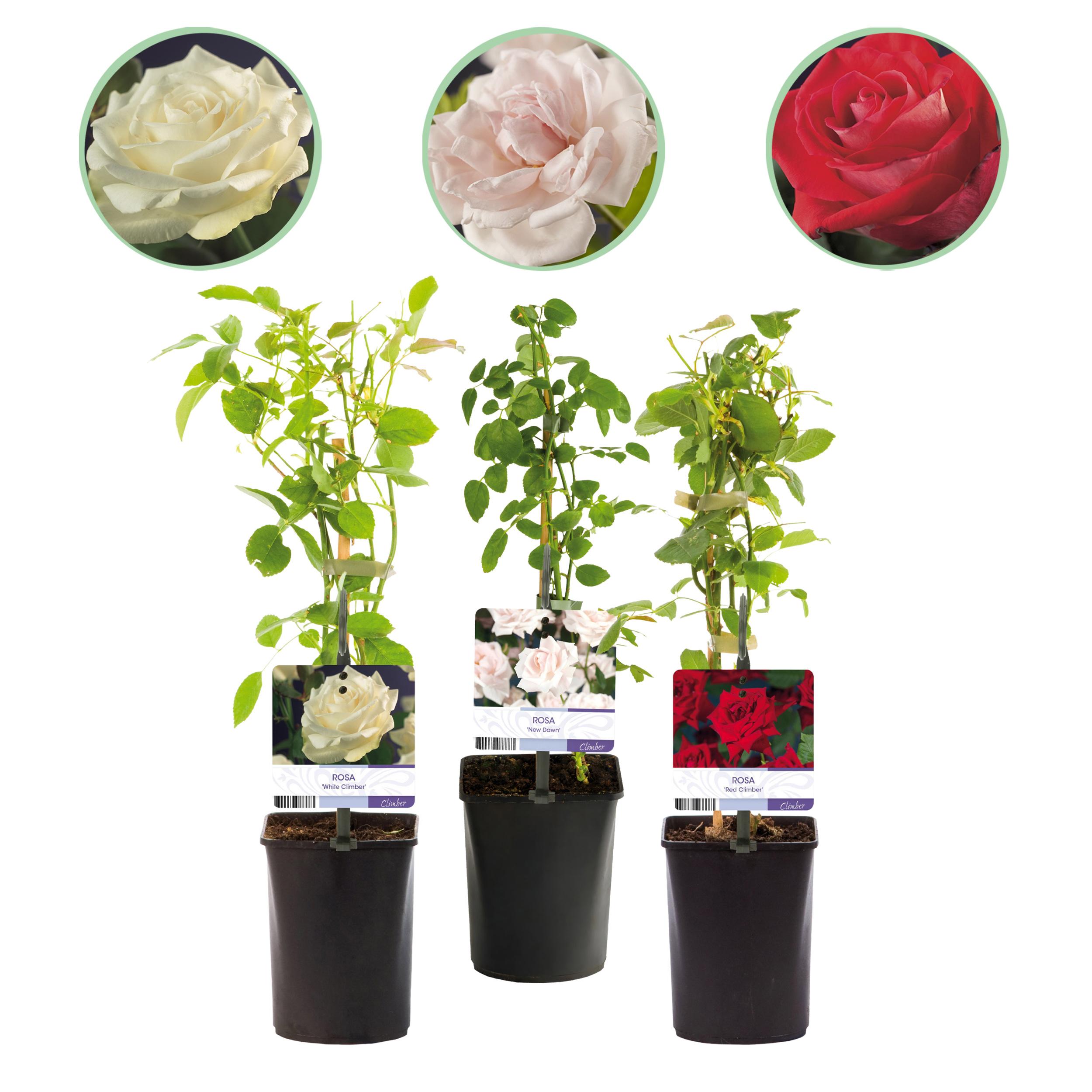 Green boutiQ – Róża Pnąca Rosa Tricolour – 3 rośliny – Kwiaty różowe, białe, czerwone – Niska pielęgnacja – Doniczka 11 cm – Wys 40 cm