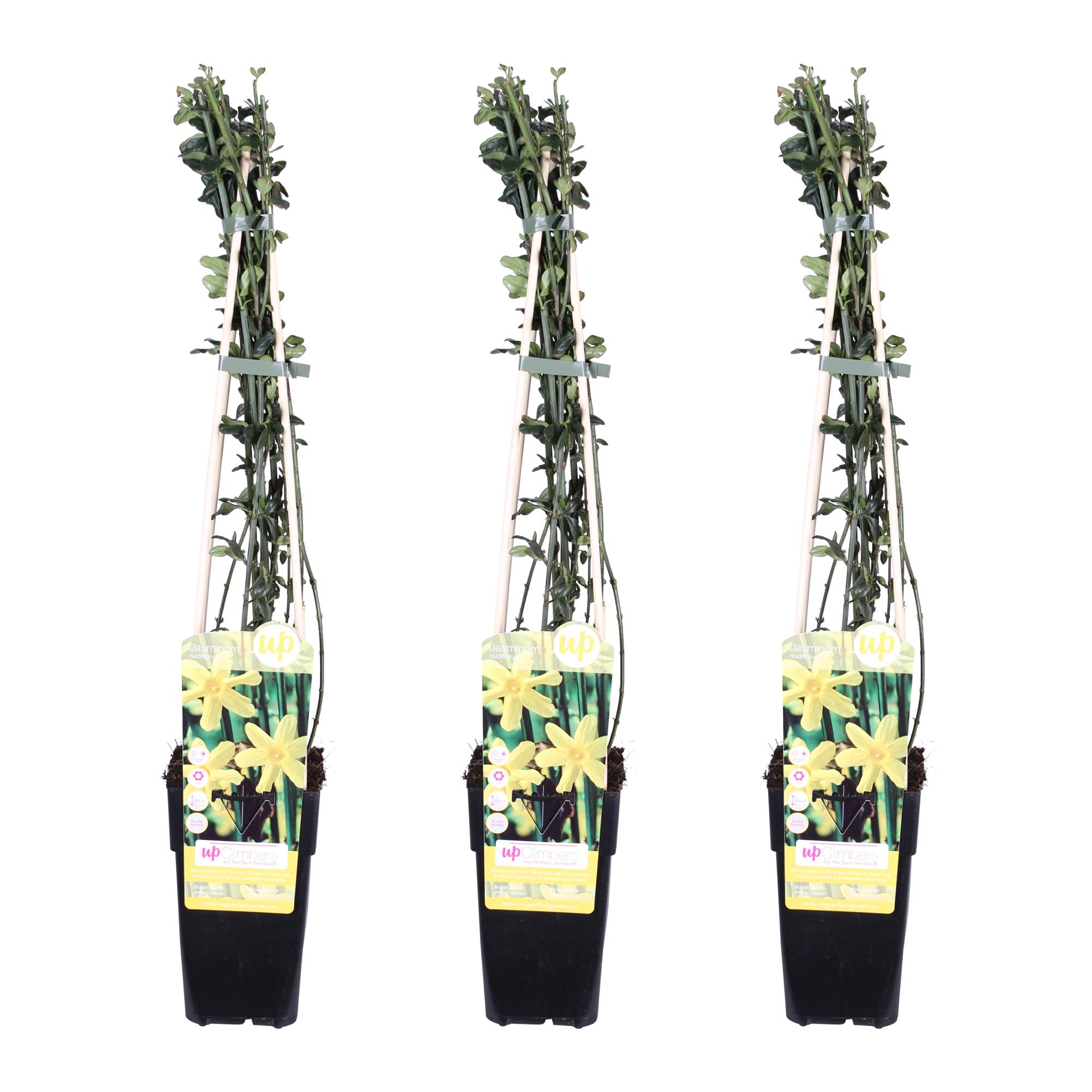 3x Jasminum nudiflorum - Jaśmin zimowy kwiaty żółte - 65 cm - Doniczka Ø15 cm