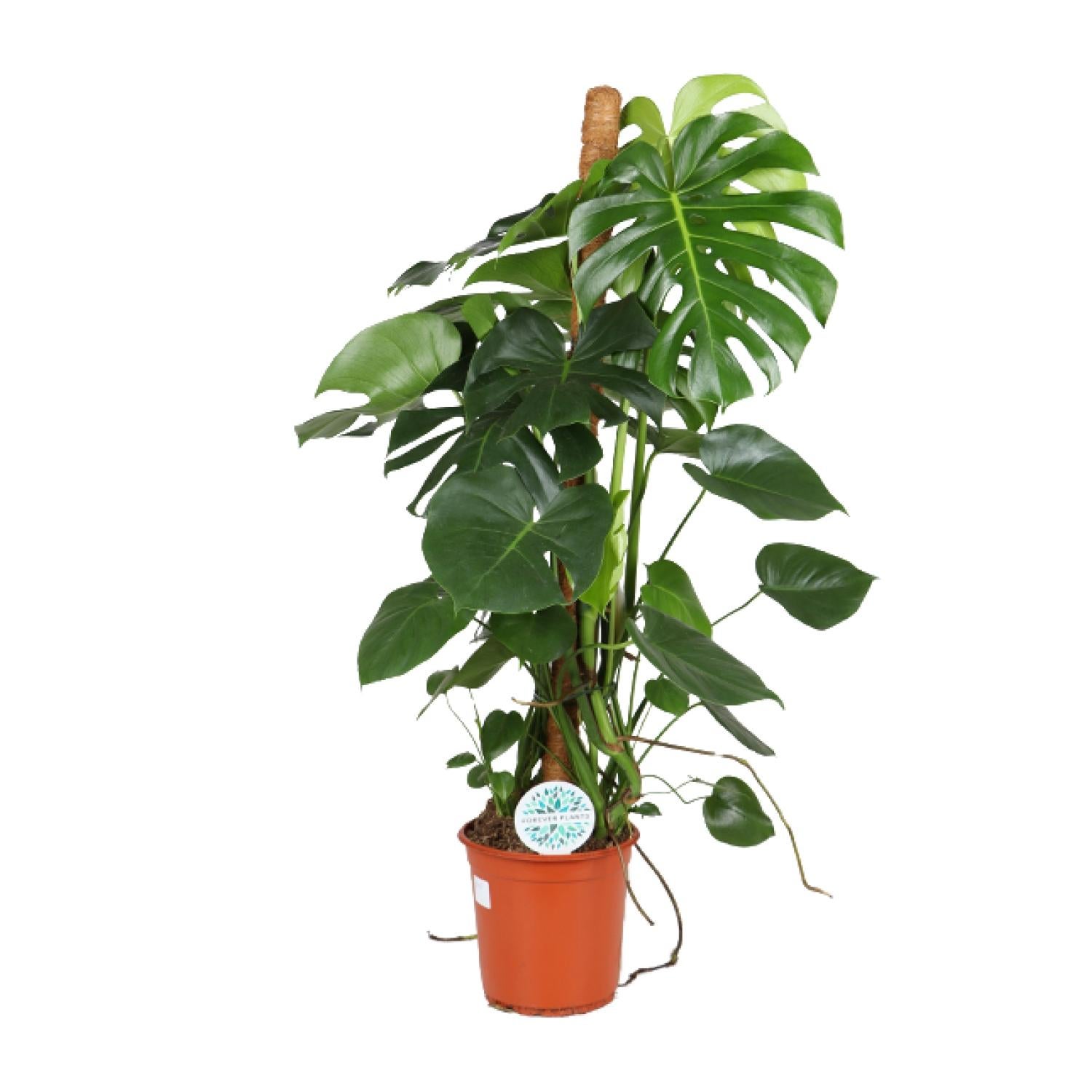 Monstera Deliciosa 24 cm - Roślina doniczkowa 105 cm - Liście dekoracyjne łatwa pielęgnacja