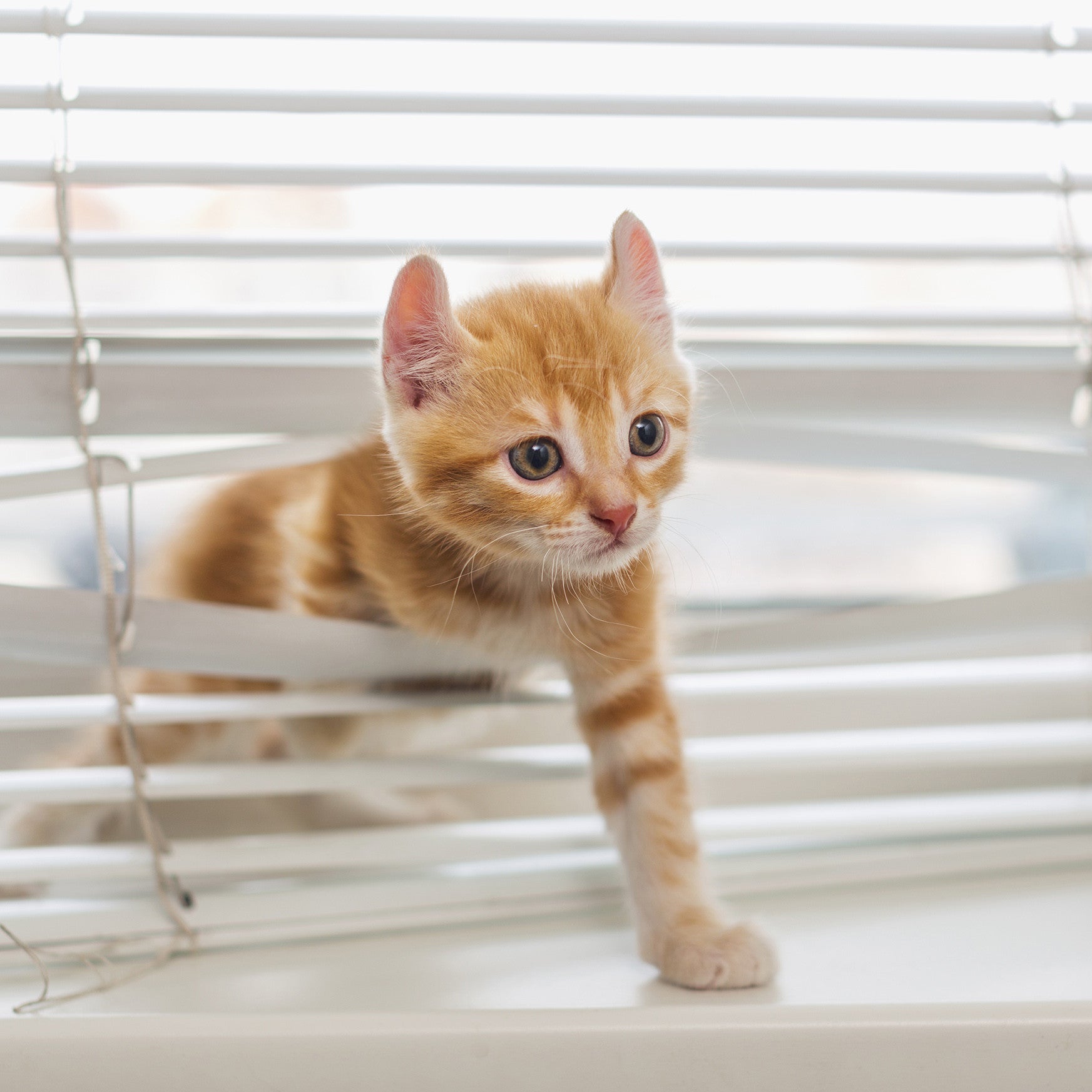 Store vénitien PVC, Store venitien flexible et résistant VENETO Blanc 150X160 - 5