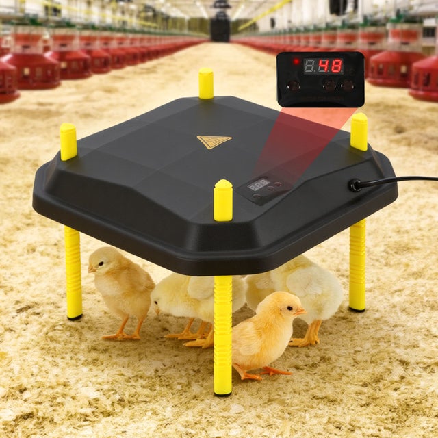 Aquecedor para pintos 40x40cm 42W preto/amarelo - Termóstato incluído para aves