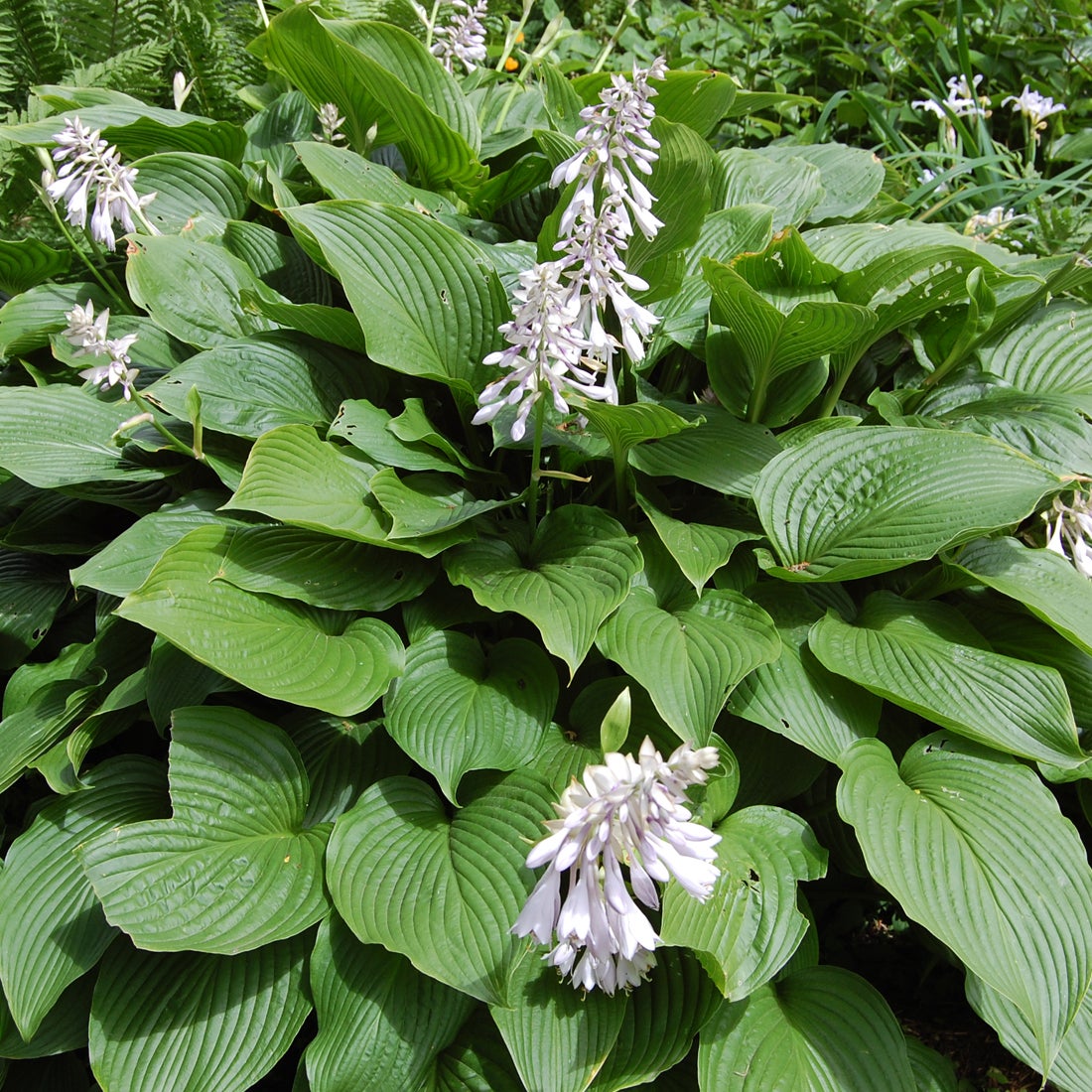 6 x Hosta sieboldiana - Hosta sieboldiana - godet 9x9 cm | Leroy Merlin
