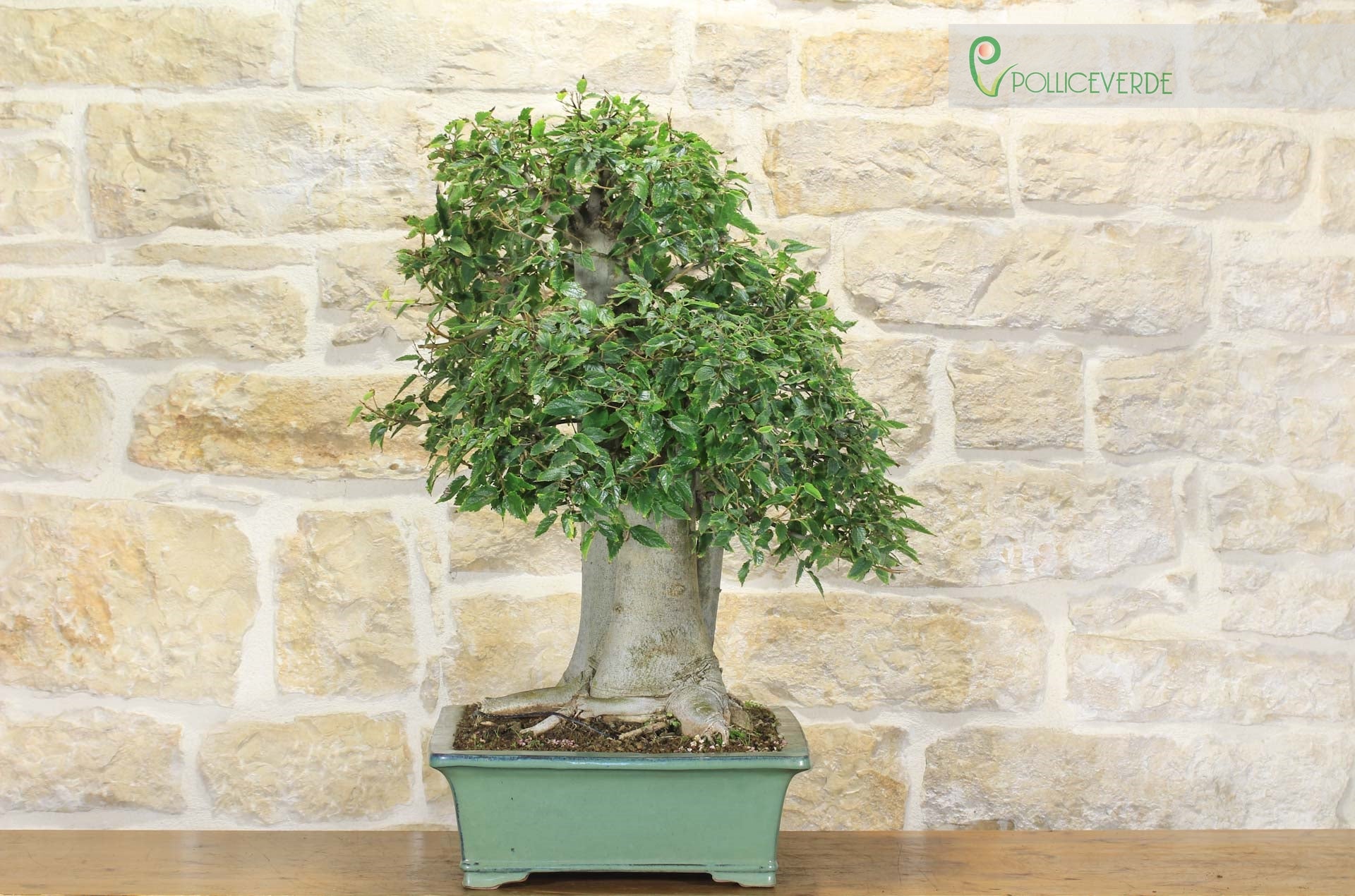 Bonsai di Celtis Australis (15) | Leroy Merlin