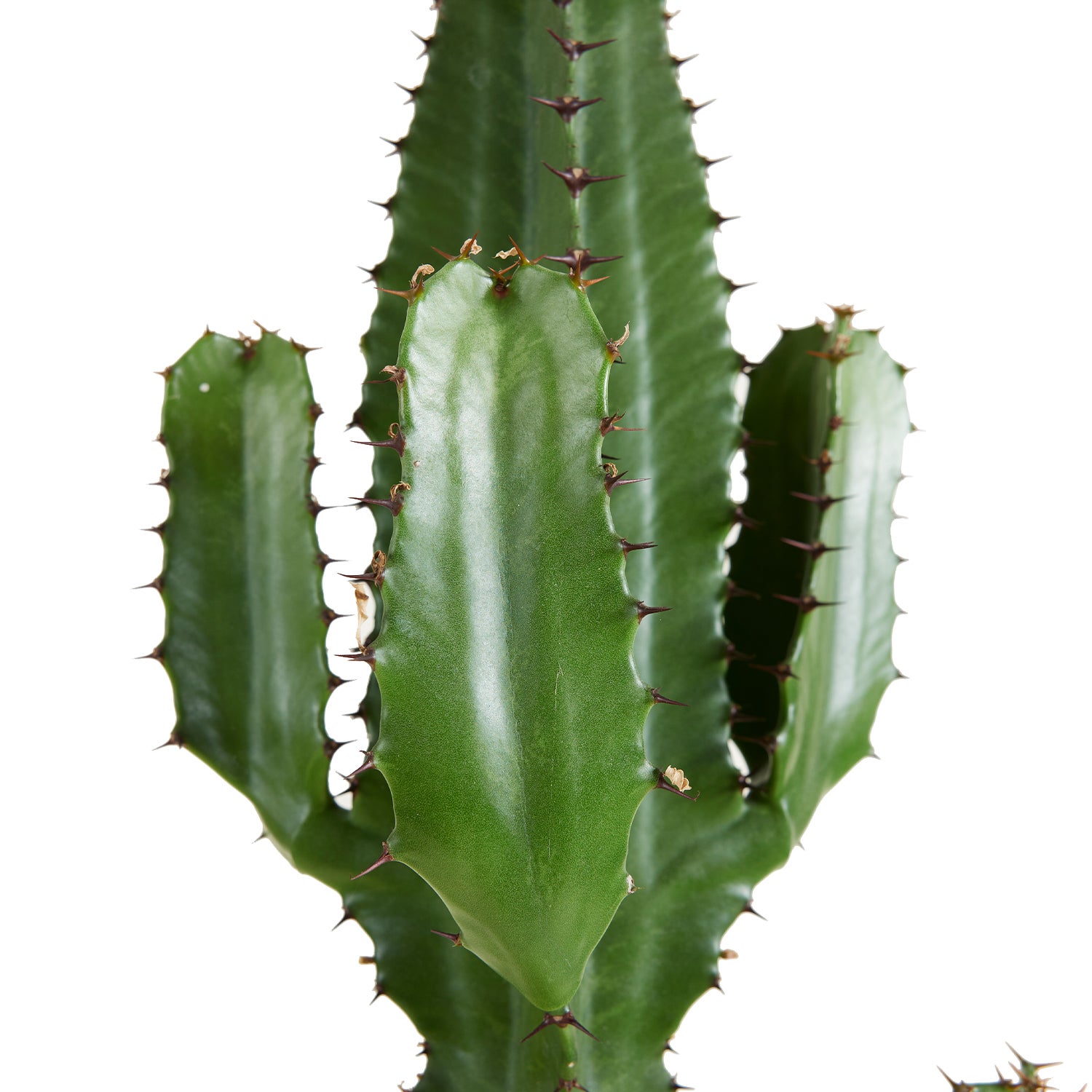 Euphorbia Acrurensis - Euphorbe - Cactus cowboy - Plante cactus - H. 100-120 cm - P. 24 cm - 4