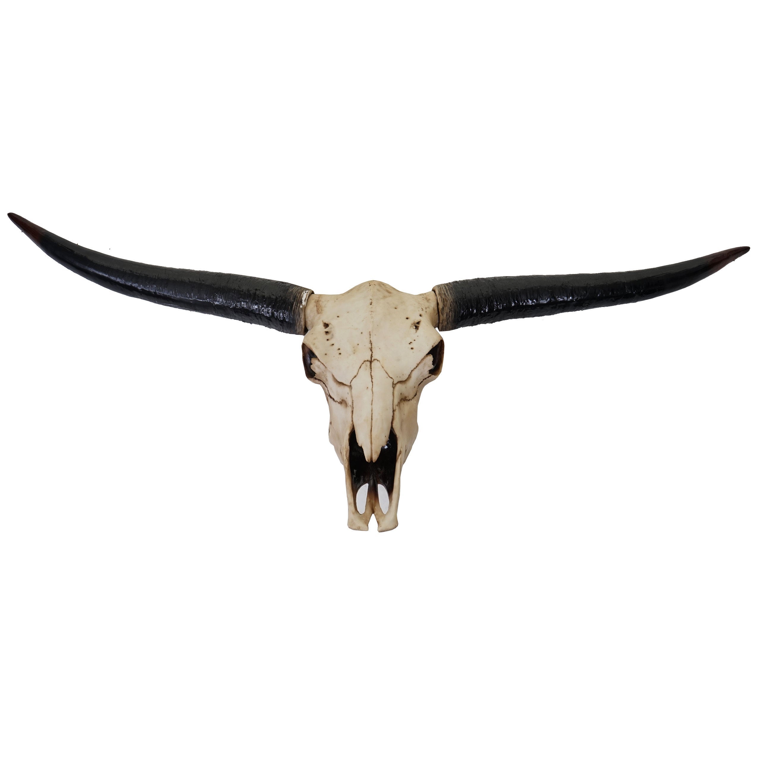 Trofeo cabeza de toro calavera decorativa 132cm cuernos largos en poliresina interior/exterior color natural 04_0002845