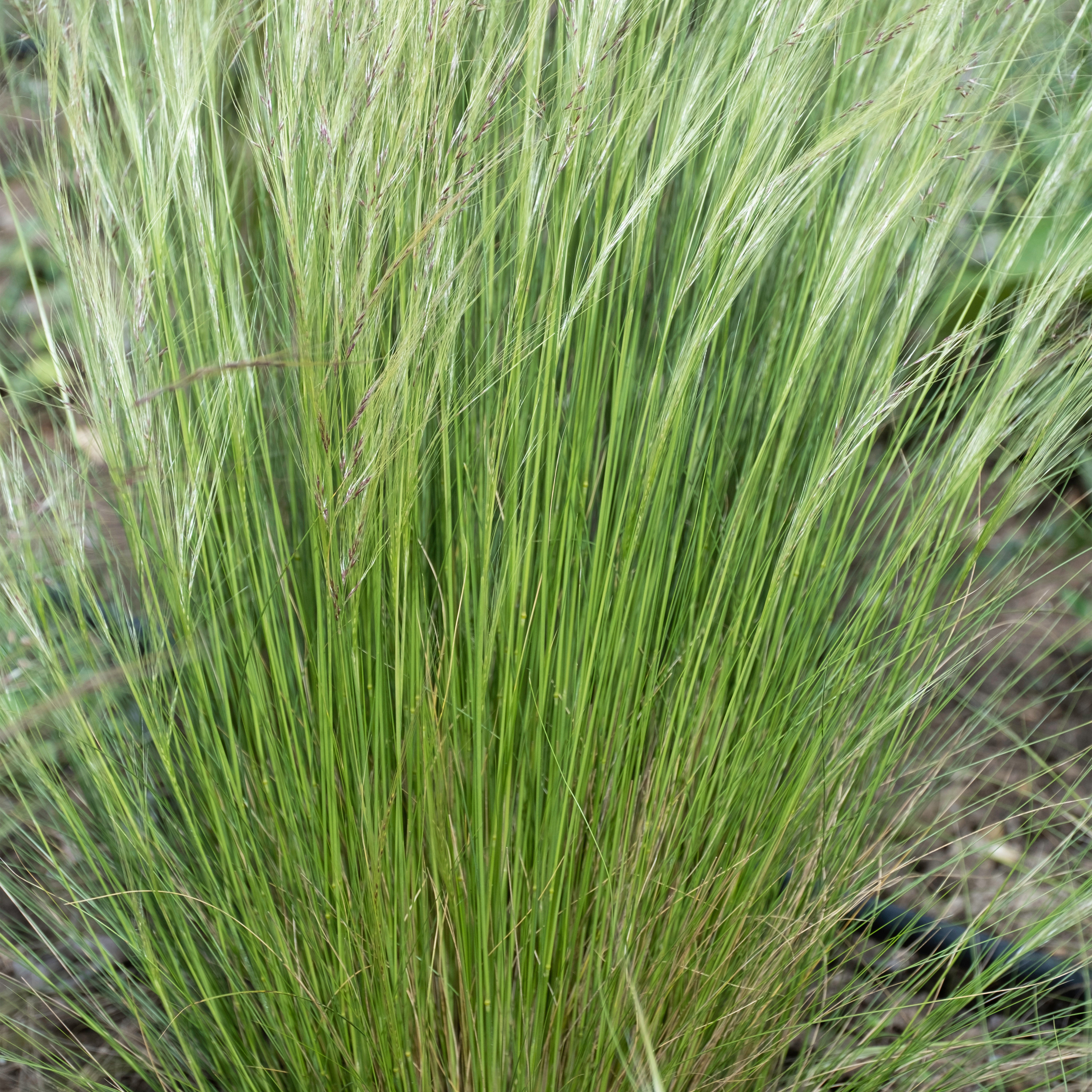 Lot de 3 - Stipa Tenuissima Ponytails - Herbe à plumes - H. 10-20 cm - P. 9x9 cm - 4