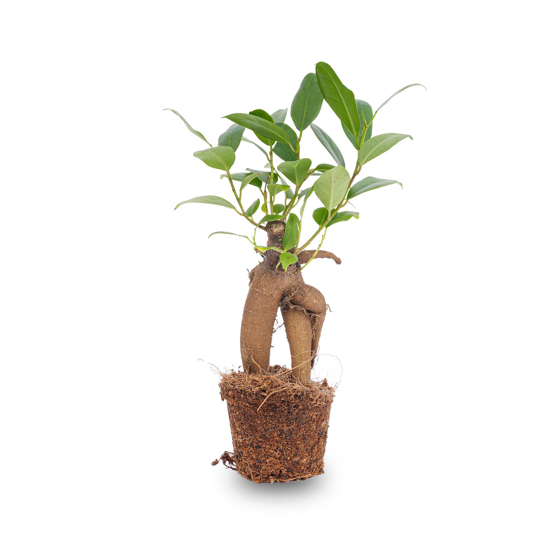 pflege bambus schneidebrett Bambus Schneidebrett 3er Set (40x30 / 33x24 / 26x18cm)