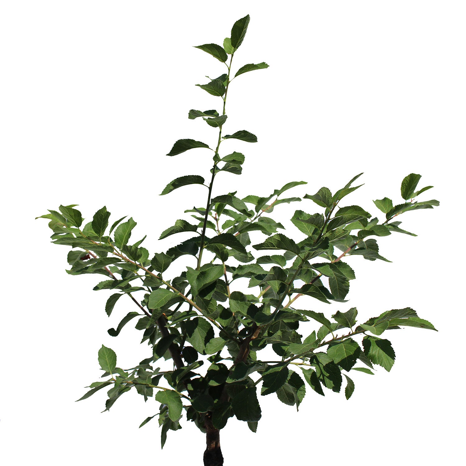 Pommier 'Reinette Du Canada' – Arbre Fruitier Rustique En Pot 24 Cm – Gros Pommes Savoureuses Pour Le Jardin