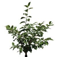 Pommier 'Reinette Du Canada' – Arbre Fruitier Rustique En Pot 24 Cm – Gros Pommes Savoureuses Pour Le Jardin