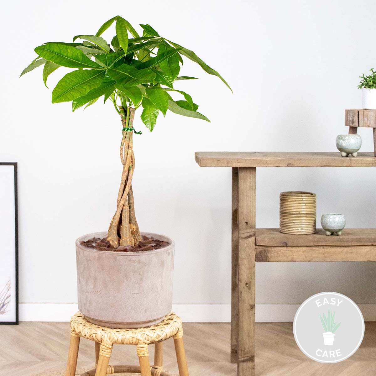 Pachira Aquatica - Arbre à monnaie - Cacaoyer d’eau - Plantes d’intérieur - H. 60-70 cm - P. 17 cm - 2