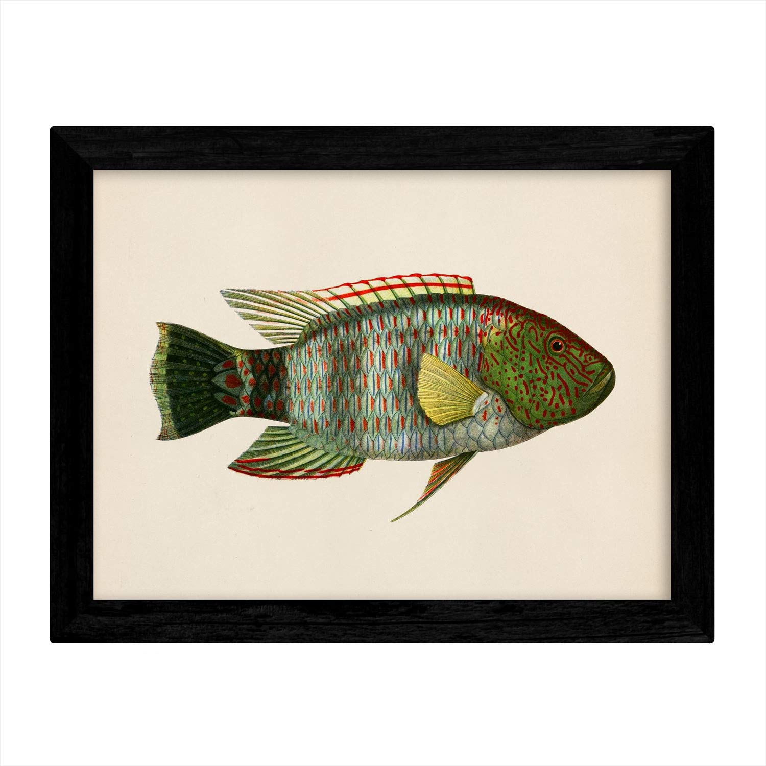 Ensemble De 4 Feuilles De Poisson Coloré. Méditerranéen. Composition De 11 Poissons Différents