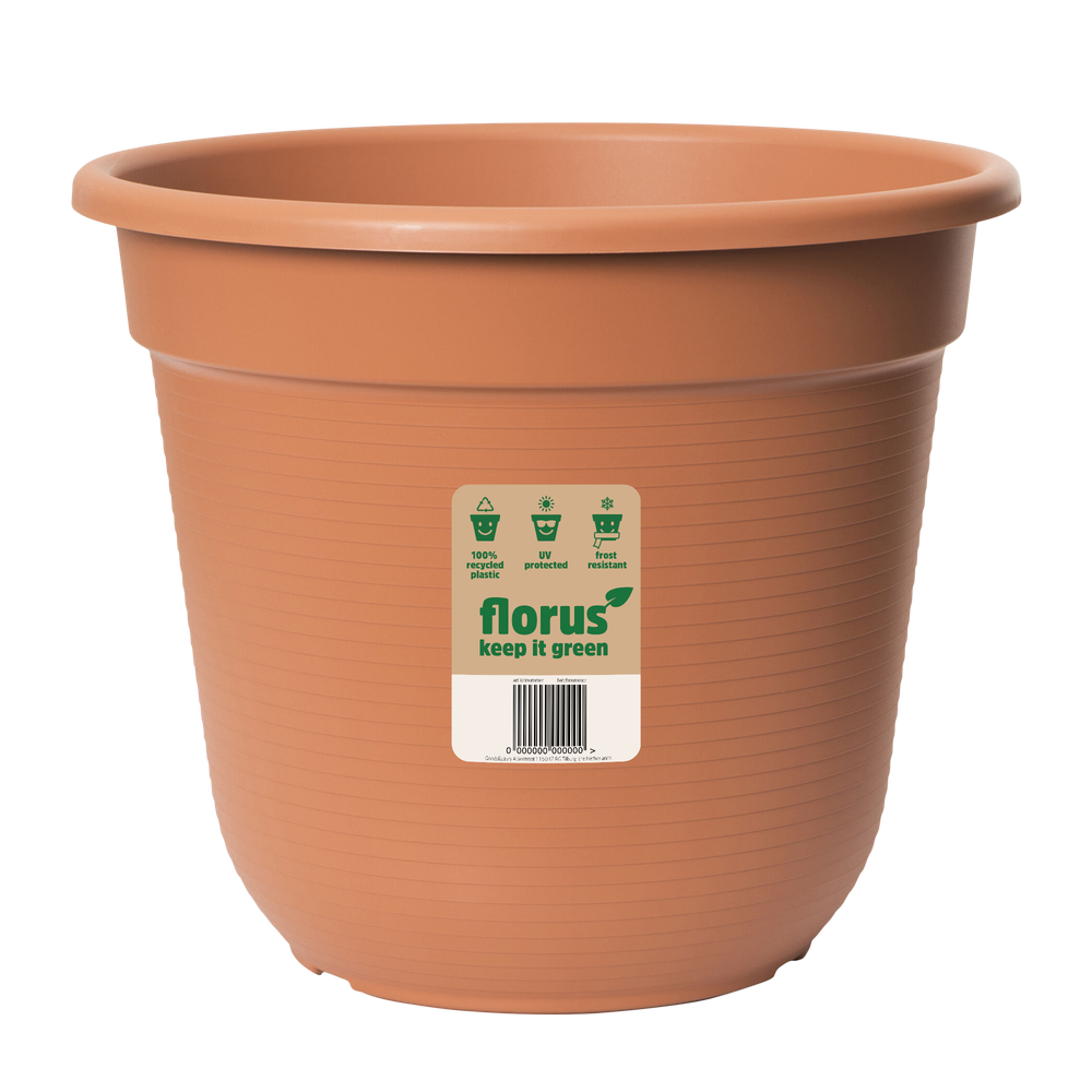 Verve Assorted in Plastic Grow pot 17cm