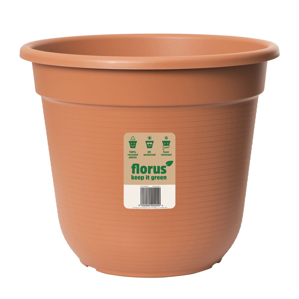 Verve Assorted in Plastic Grow pot 17cm Verve Assorted in Plastic Grow pot 17cm