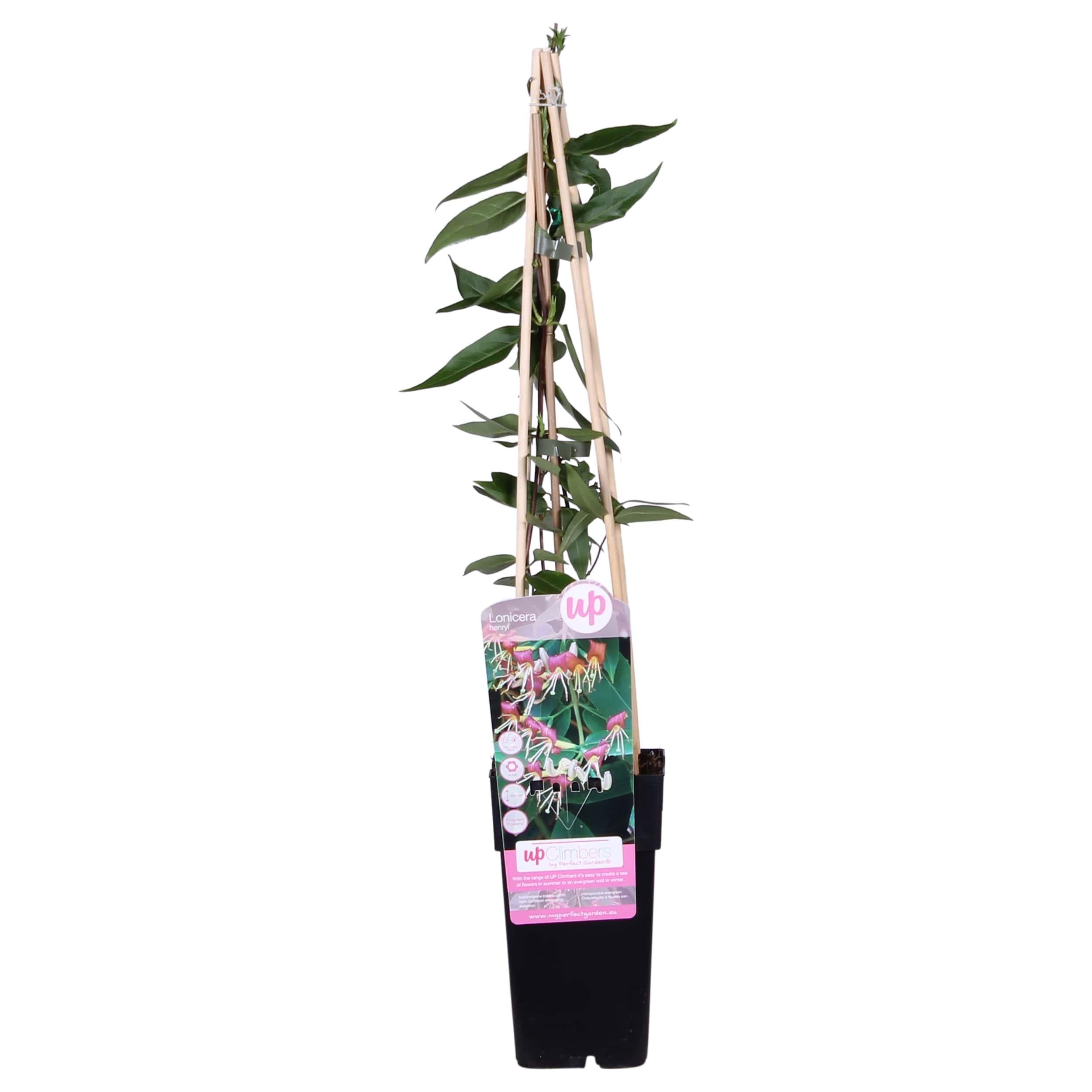 Lonicera henryi - Powojnik pnący pomarańczowo-różowy pachnący zimozielony - 15cm - 65cm